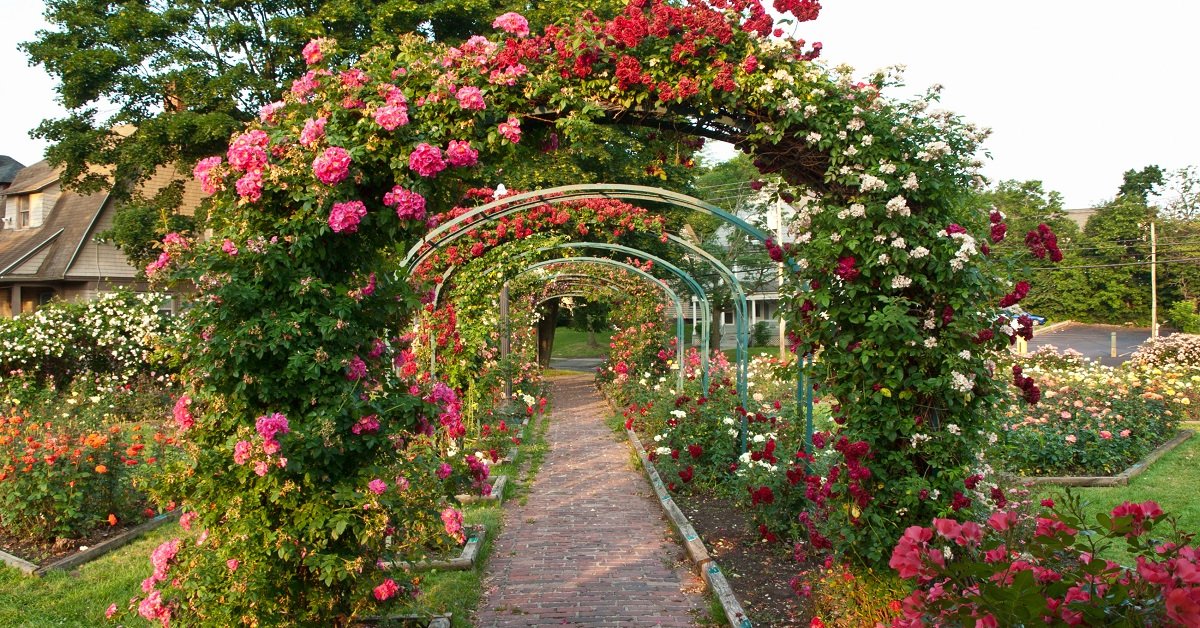 Арка с розами на даче - 75 фото